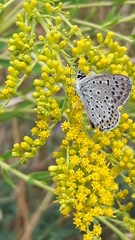 Lycaena tityrus
