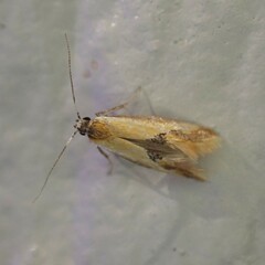 Batia lunaris