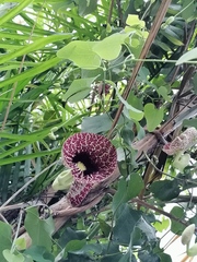 Aristolochia littoralis