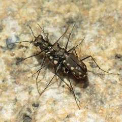 Cicindela sedecimpunctata