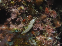 Dermatobranchus diagonalis