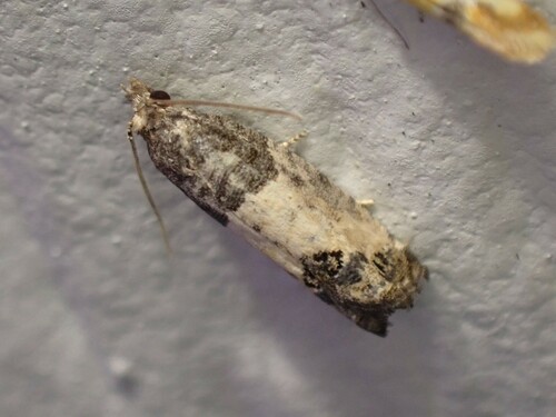 Eye-spotted Bud Moth photo 5