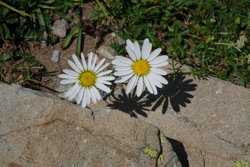 Tripleurospermum caucasicum, photograph 6
