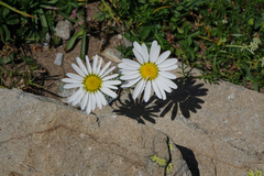 Tripleurospermum caucasicum