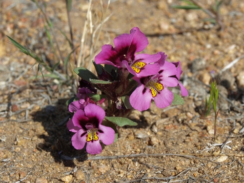 Diplacus ovatus (Diplacus ovatus)