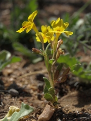 Erythranthe carsonensis
