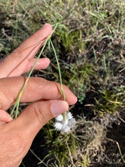 Dianthus fragrans