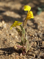 Erythranthe carsonensis