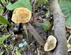 Phylloporia amplectens