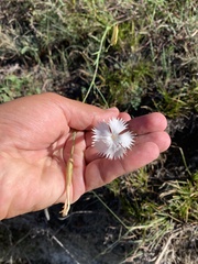 Dianthus fragrans