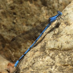 Argia lacrimans