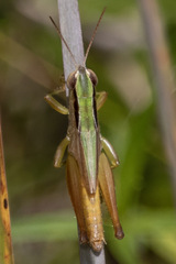 Dichromorpha elegans