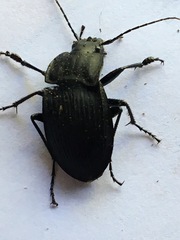 Dicaelus dilatatus