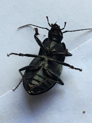 Dicaelus dilatatus