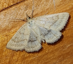 Psammotis pulveralis