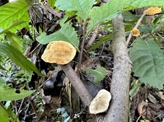 Phylloporia amplectens