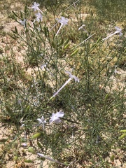 Ipomopsis longiflora