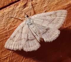 Psammotis pulveralis