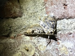 Palpita aenescentalis