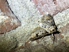 Palpita aenescentalis