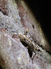 Palpita aenescentalis
