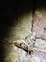 Palpita aenescentalis
