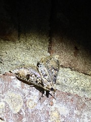 Palpita aenescentalis