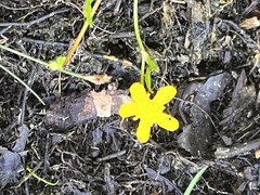 Ranunculus flammula filiformis
