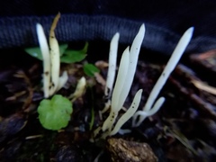 Clavaria fragilis vermicularis