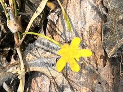 Ranunculus flammula filiformis