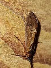 Anabolia