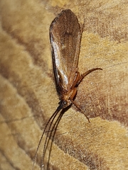 Anabolia