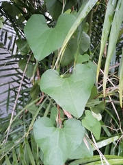 Aristolochia littoralis