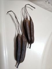 Aristolochia littoralis