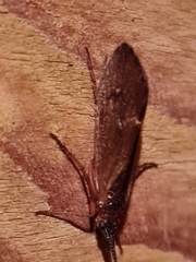 Anabolia