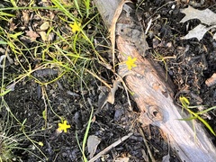 Ranunculus flammula filiformis