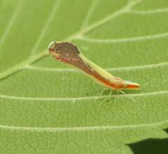 Shellenius ballii