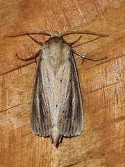 Globia sparganii