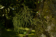 Rhipsalis teres