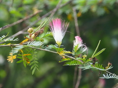 Calliandra surinamensis