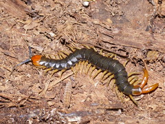 Cormocephalus westwoodi