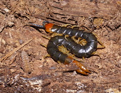 Cormocephalus westwoodi