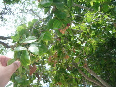 Sarcomphalus domingensis