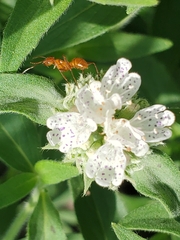 Formica pallidefulva