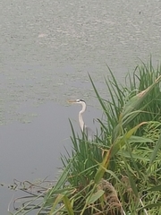 Ardea cinerea