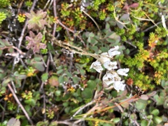 Antennaria alpina