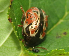 Calligrapha spiraeae