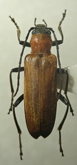 Anogcodes melanurus