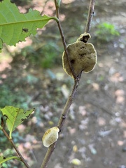 Phylloporia amplectens