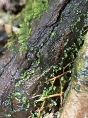 Fissidens obtusifolius